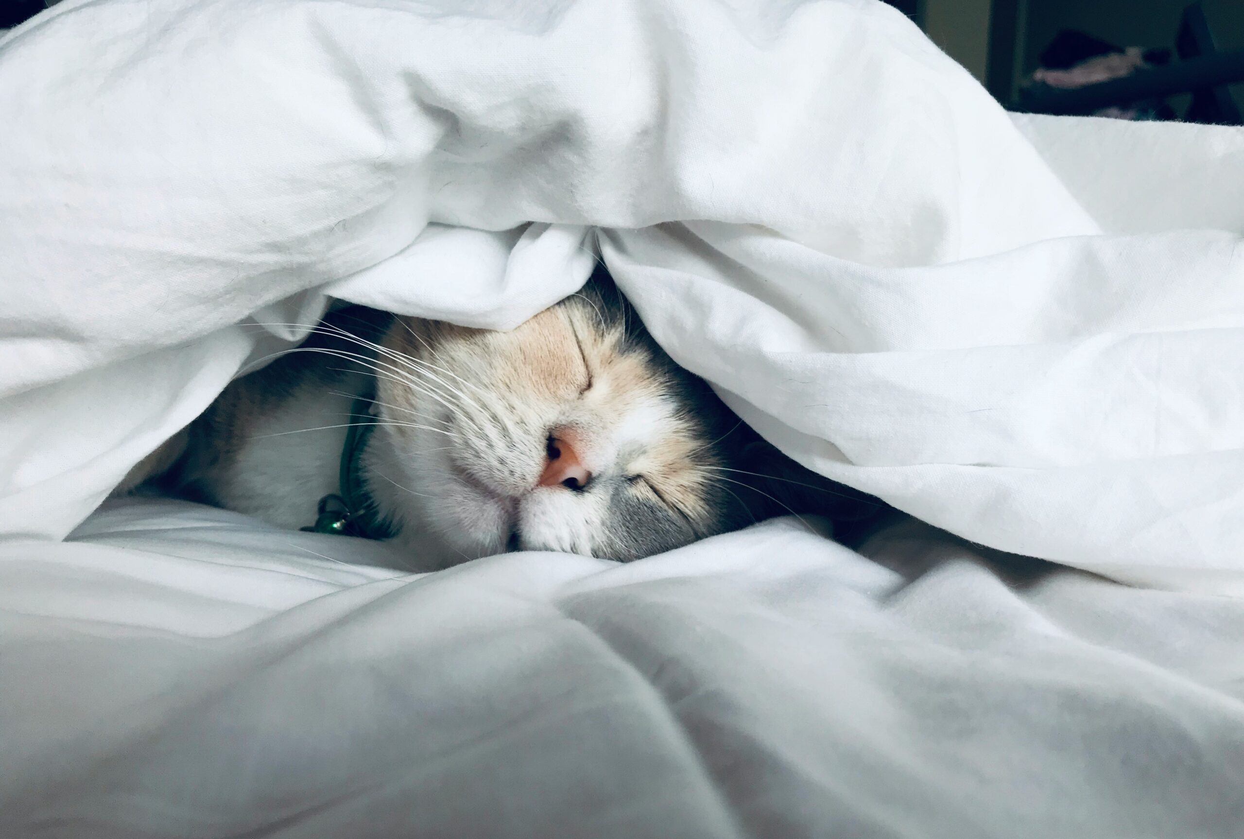 Remèdes naturels contre l’insomnie : ce qui fonctionne vraiment